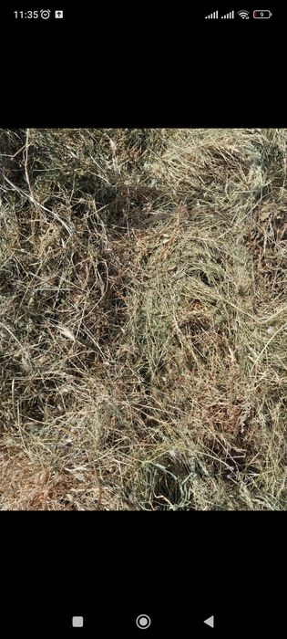 1 газель сена, шоп, шөп