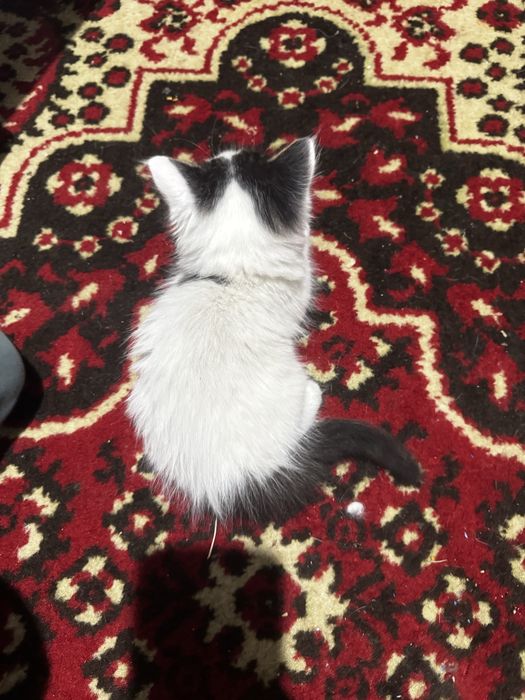 Котенок мальчик