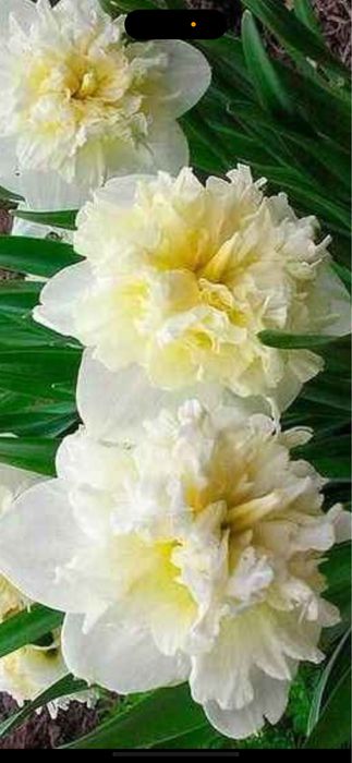 Bulbi de narcise 50 lei kg