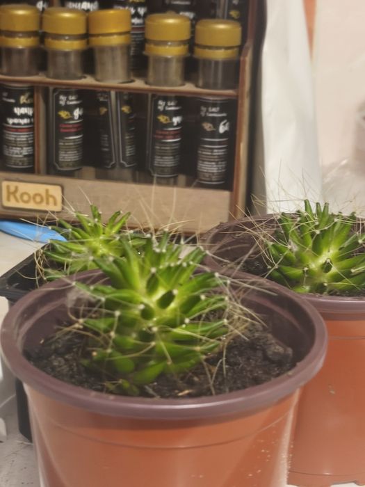 Продам кактусы(по штучно)