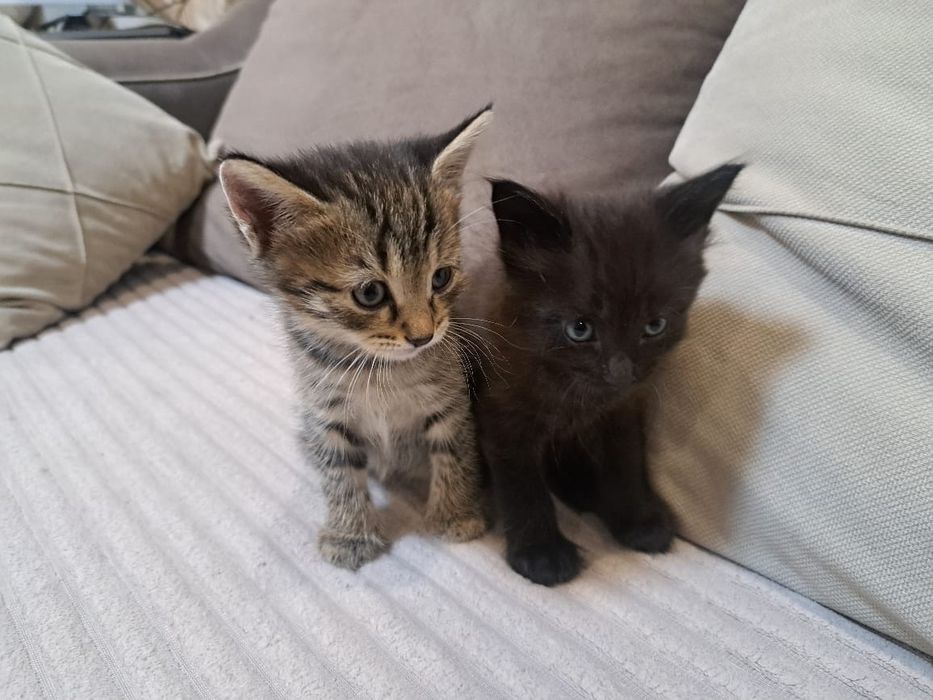 Котята ,возраст 2 месяца