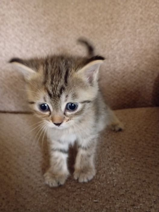 Породистые котятя