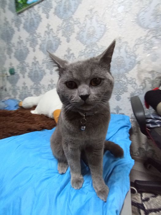 Кошка с породой Шортс