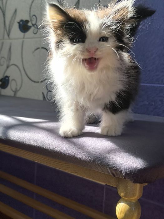 Котенок бесплатно