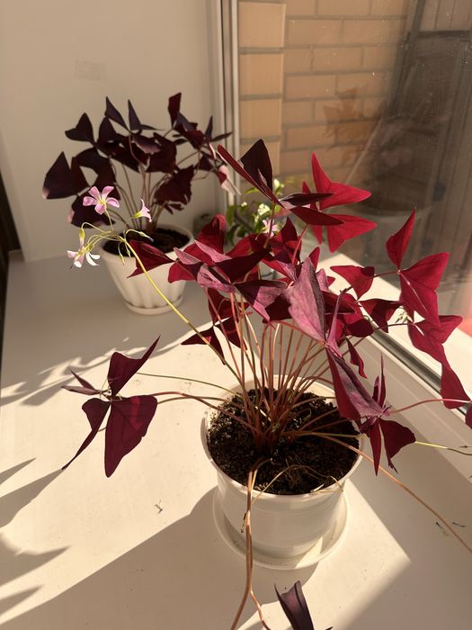 Цветы кислица, бабочки