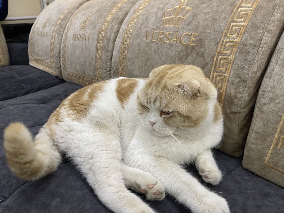 продаю кошку очень хорошая и красивая.