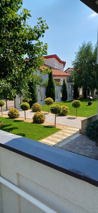 Plante leylandii si multe altele