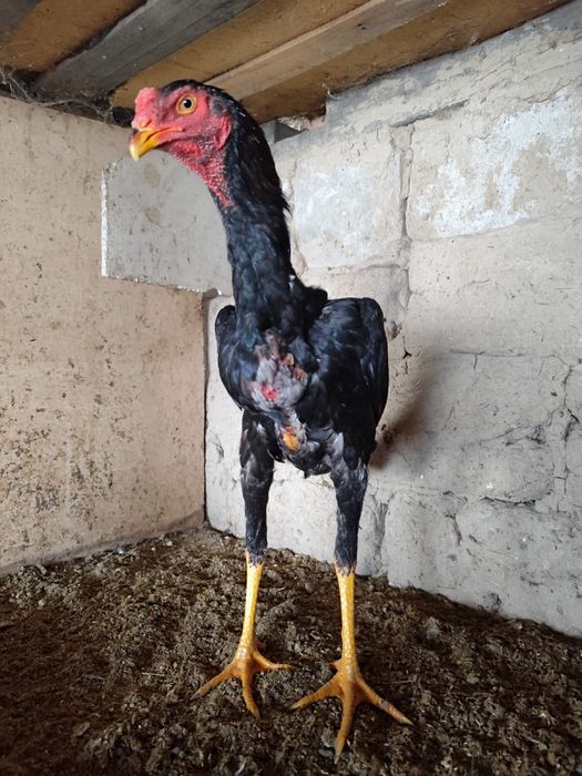 Дакан қораз дакан