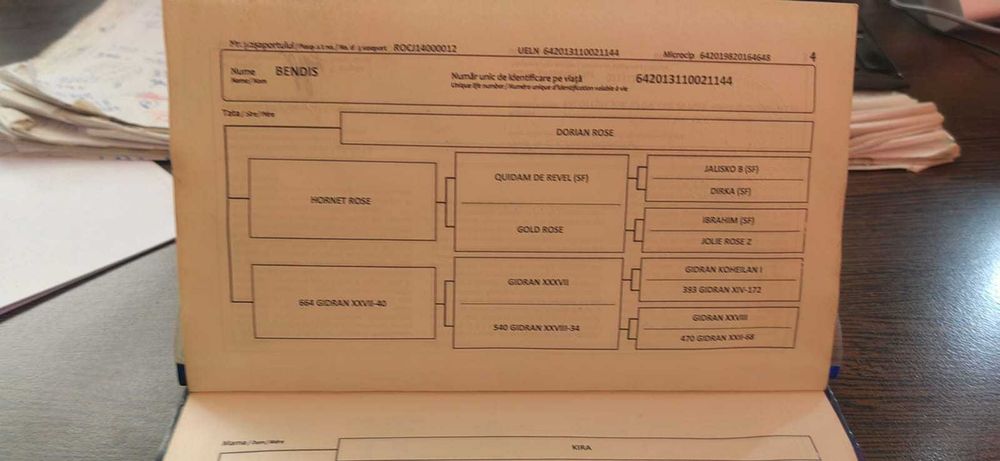 Cal de sport (iapa) 13 ani  echitatie