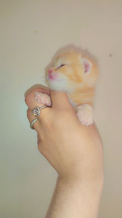 BRON. Skotish fold skotish straight britan