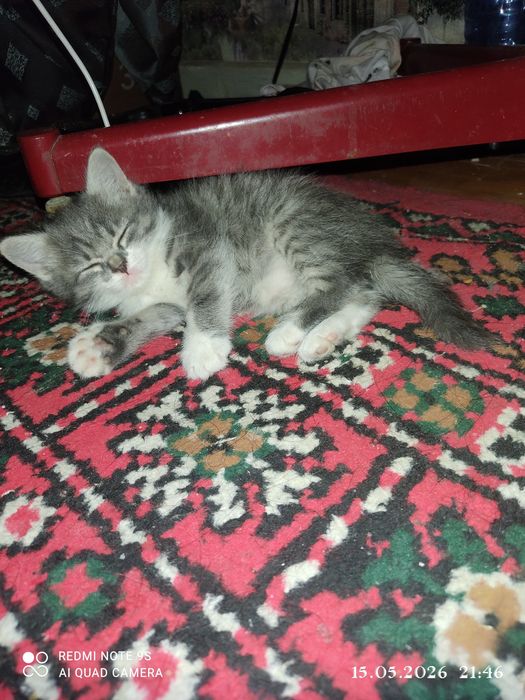 Отдадим котенка девочку