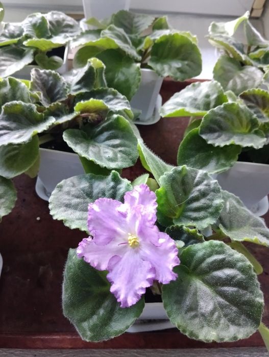 Продам красивую фиалку