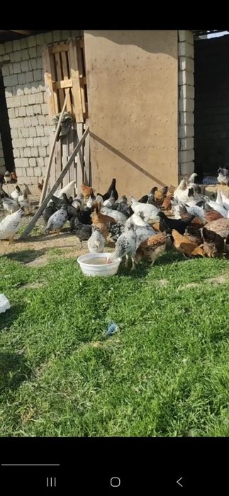 Жўжа сотилади. Соғлом