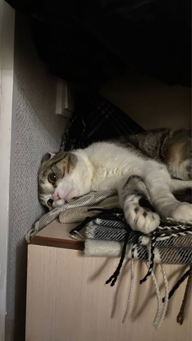 Отдам вислоухого кота