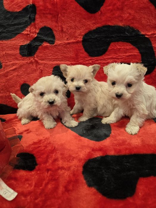 Уникални мини болонки малтезар