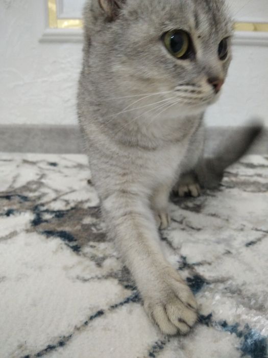 Mushuk narxi 350 ming rangi zor 9 oylik oʻğil bola (mujik)  oq rangi