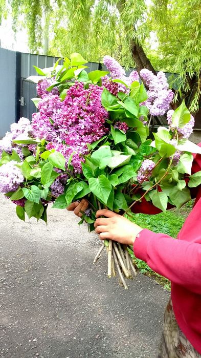 Сирень букет ЛУЧШАЯ ЦЕНА