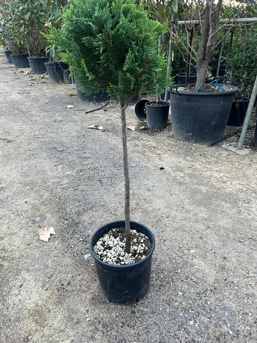 Vând plante ornamentale