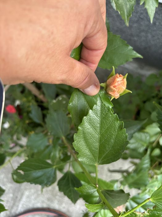 Trandafir japonez portocaliu, floare ghiveci