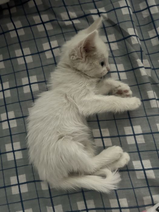 отдам котенка, мальчик
