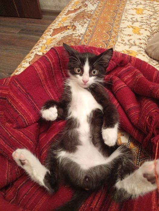 Ищем дом котику.