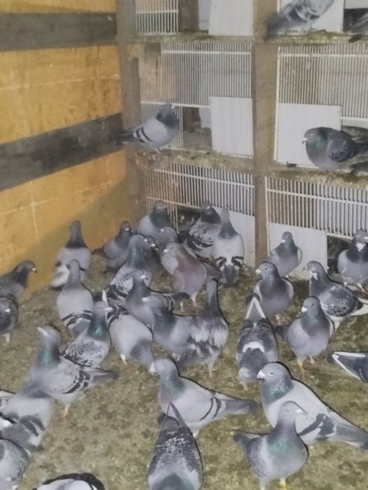 Vand porumbei voiajori