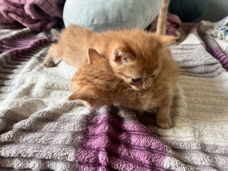 Котята в добрые руки!
