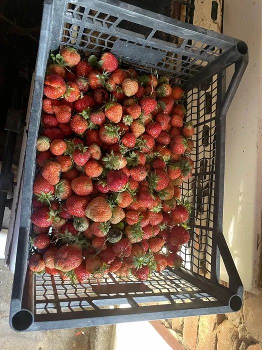 Продам домашнюю клубнику