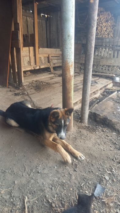 Продам щенка авчаку