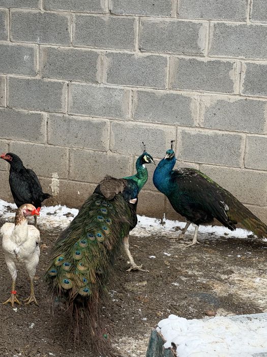 Зеленый павлин павлины зеленый