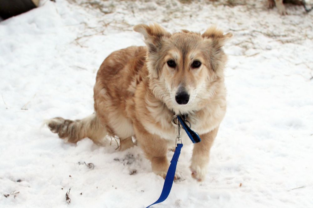 Собака в добрые руки