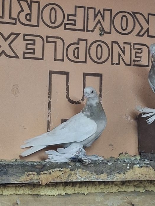 Продам голубей игра гребля тяга