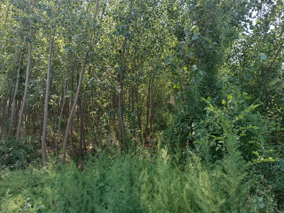 Pul zaril  zudlik bilan Yer sotiladi  23 sotix