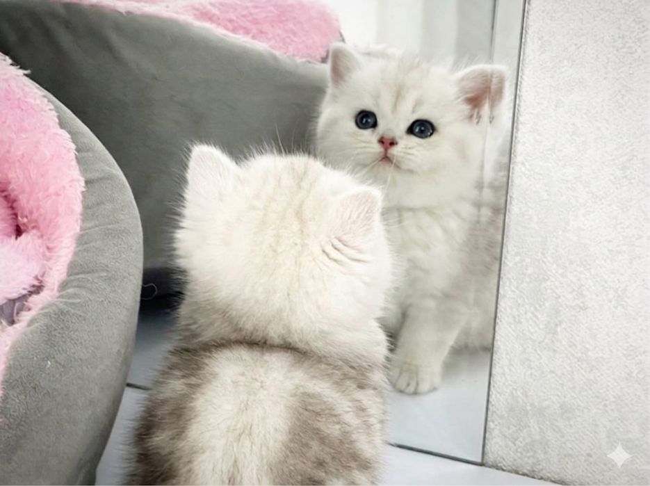 Toza zotli mushukcha sotiladi