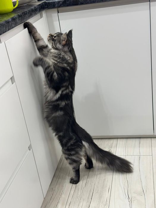 Котята мейн куна