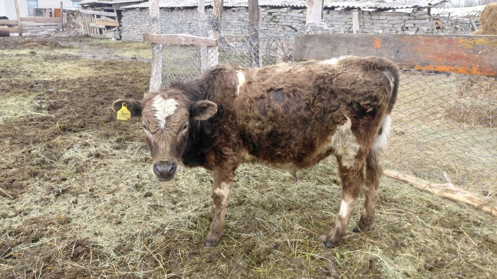 Ангус бұқаның балалары