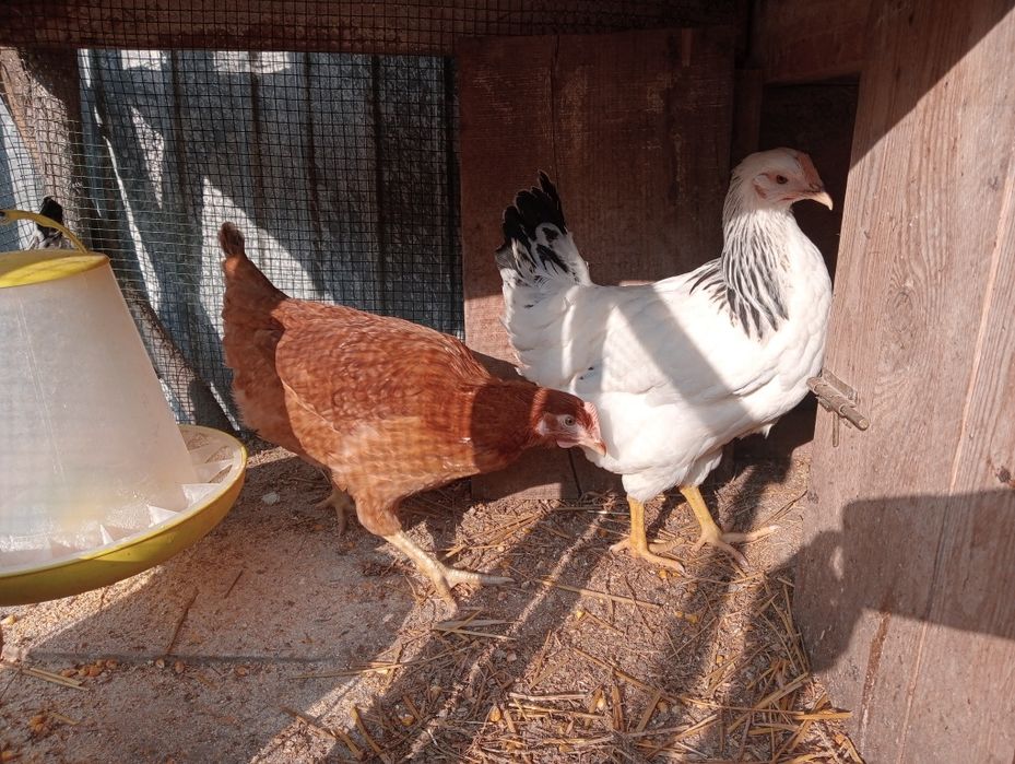 Puicuțe rasă de ouă