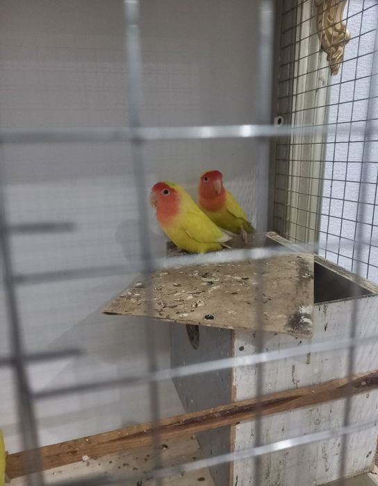 неразлучники пара попугаи