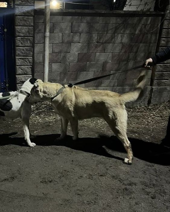 Ургашы алабай тобет