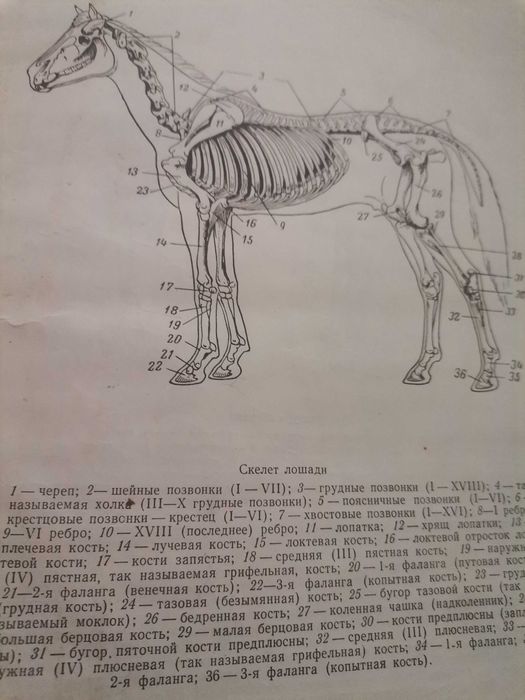 Анатомически атлас за художници