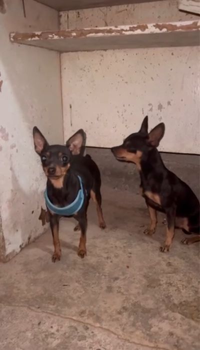 Продам мини тойтерьер мальчик