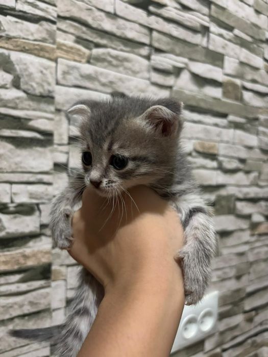 Кошка котёнок  кошка