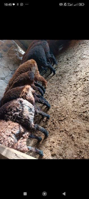 Кой,кошкар,токты,козы сатылады