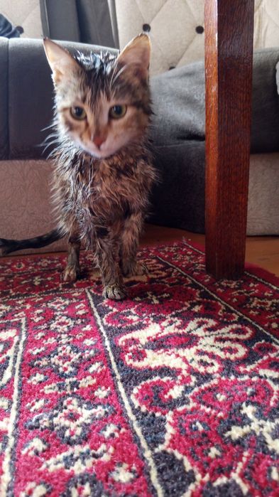 Отдам даром девочку в добрые руки