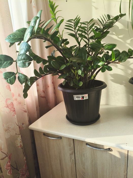 комнатные цветы