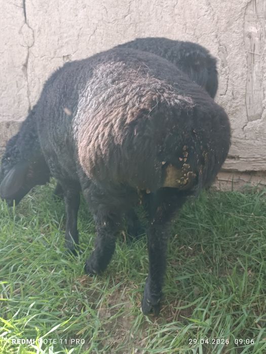 Кучкор барра киргиз элита сим жун