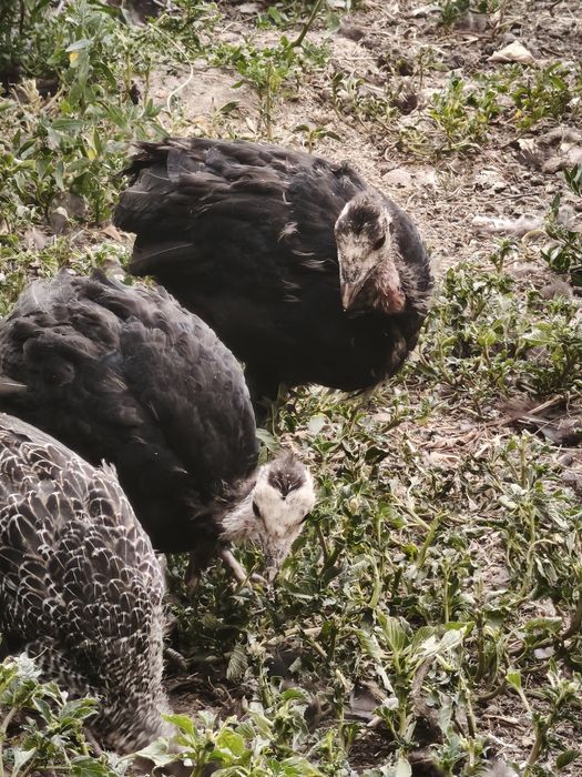 Продаются индюшата / Курка жужалари сотилади
