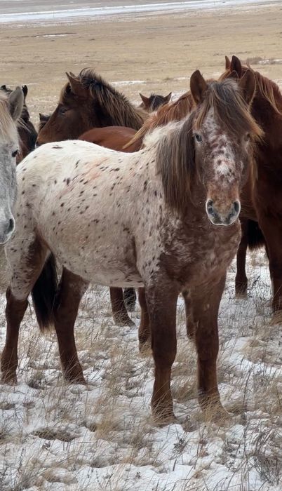 Жеребец 3 года Шубар