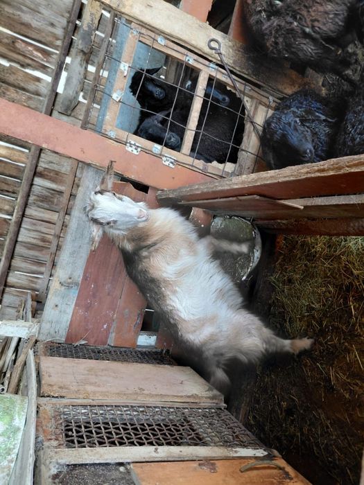 Ешкі сатылады, козел продам, ешки