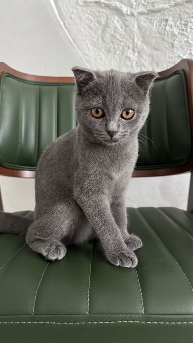 Котята Шотланки 4 мес